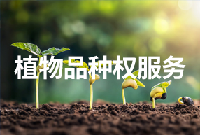 北海植物品种权服务/